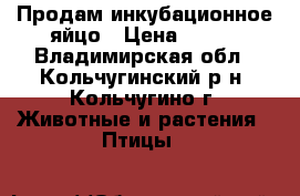 Продам инкубационное яйцо › Цена ­ 120 - Владимирская обл., Кольчугинский р-н, Кольчугино г. Животные и растения » Птицы   